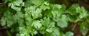 Scent Breakdown: What Does Coriander Really Smell Like?