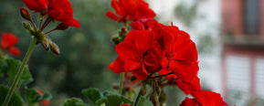What does Geranium smell like
