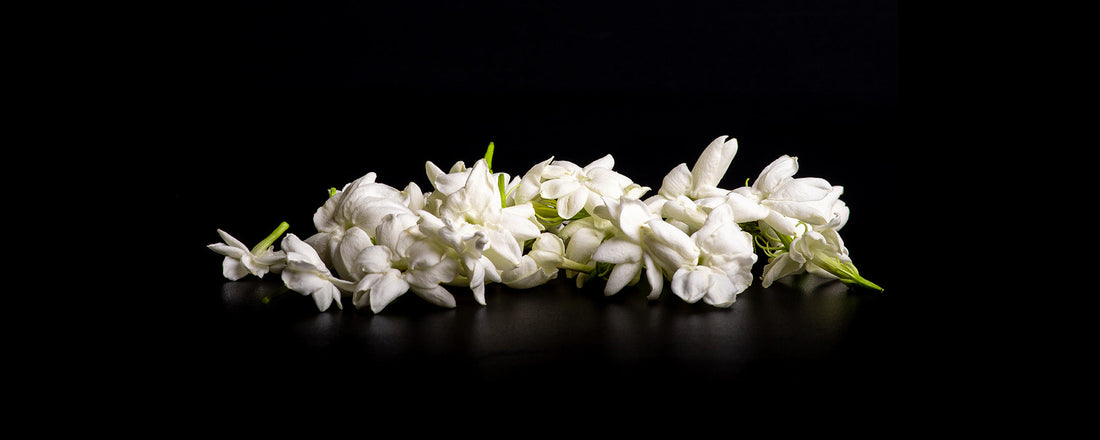 Scent Breakdown: What Does Jasmine Really Smell Like?