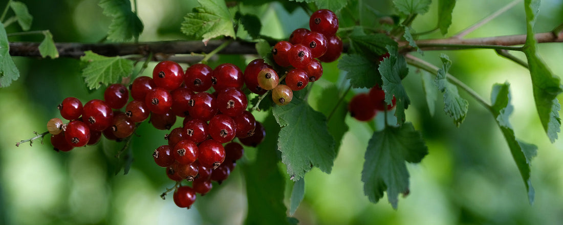What does red currant smell like