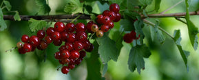 What does red currant smell like