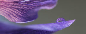 What does Violet smell like