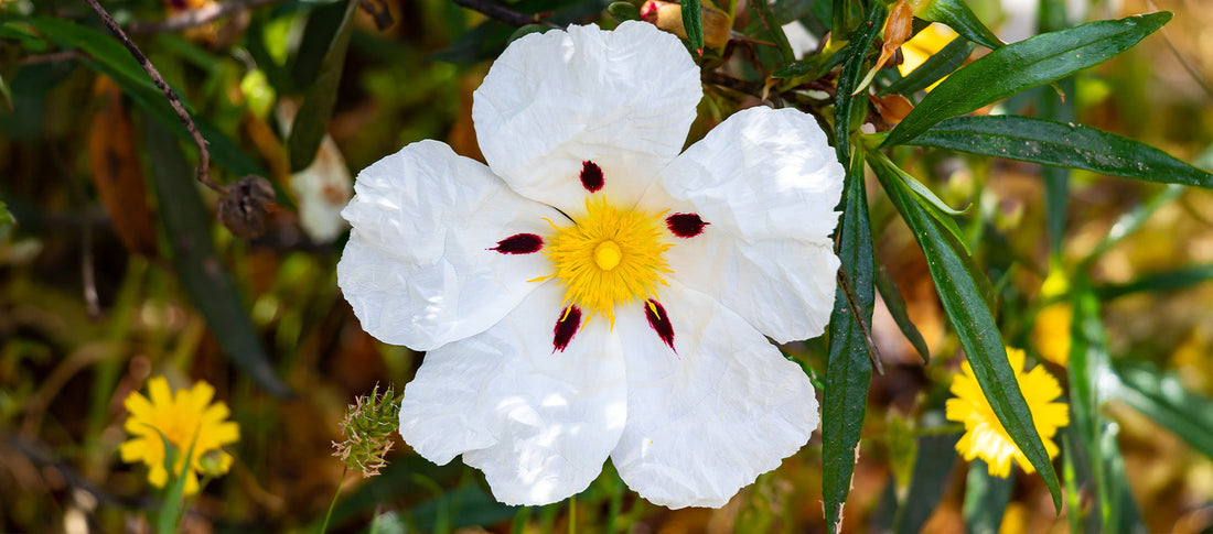 Chypre Perfume Explained: From Cyprus to Modern Niche Scents