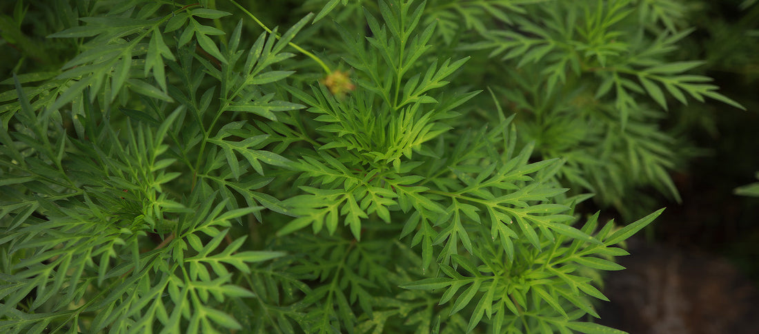 What Does Davana Smell Like in Perfume?