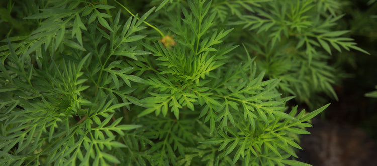 What Does Davana Smell Like in Perfume?