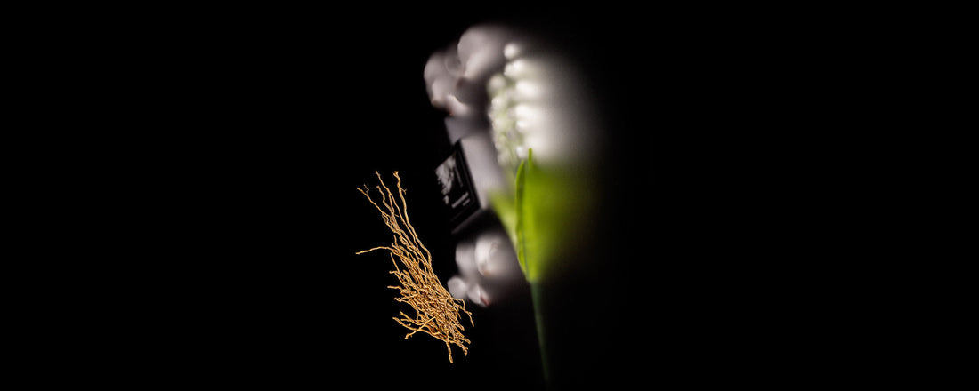 What Does Vetiver Smell Like? A Complete Guide