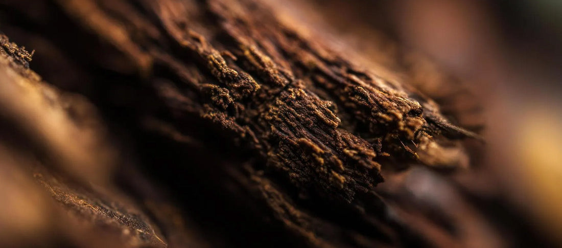 What Does Oud Smell Like in Perfume?