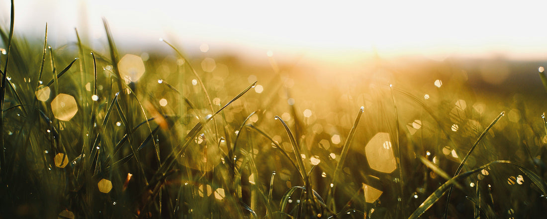 What Makes Perfume Smell Fresh?