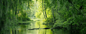Scent Breakdown: What Does Green Smell Like?