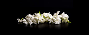Scent Breakdown: What Does Jasmine Smell Like?