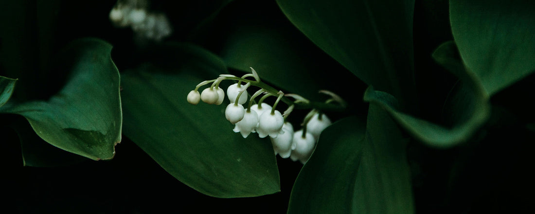 What Does Lily of the Valley Smell Like? A Complete Guide