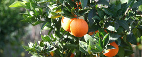 Scent Breakdown: What Does Mandarin Smell Like?