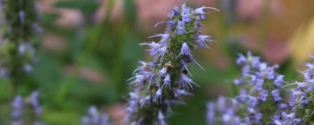 What does Patchouli smell like