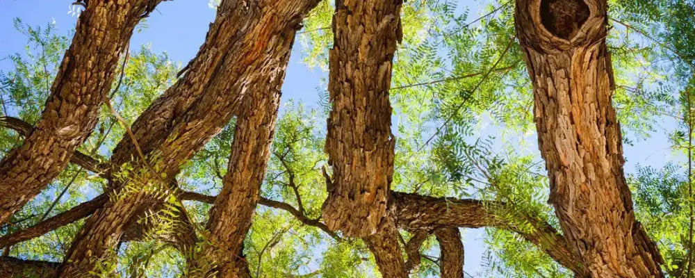 What Does Rosewood Smell Like? A Complete Guide