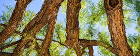 What Does Rosewood Smell Like? A Complete Guide