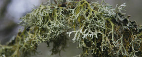 What Does Oakmoss Smell Like? A Complete Guide
