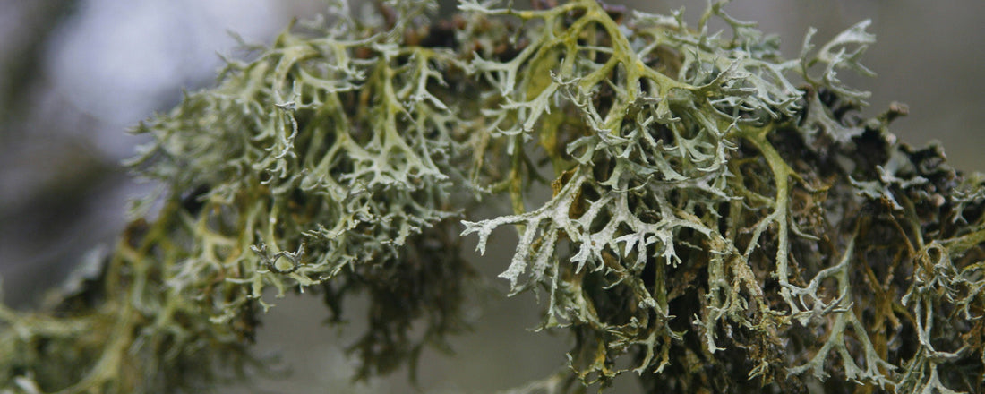 What Does Oakmoss Smell Like? A Complete Guide